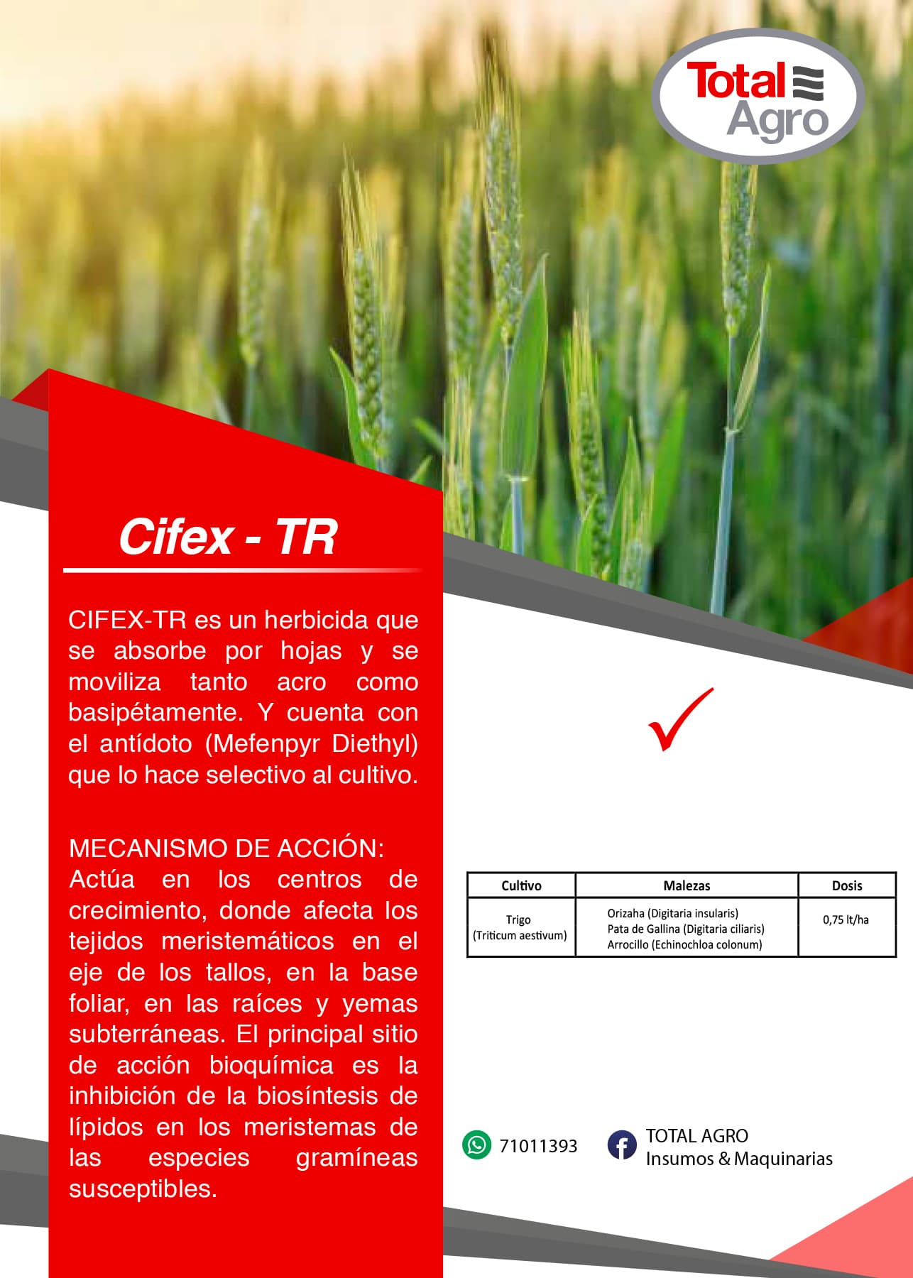 CIFEX – TR