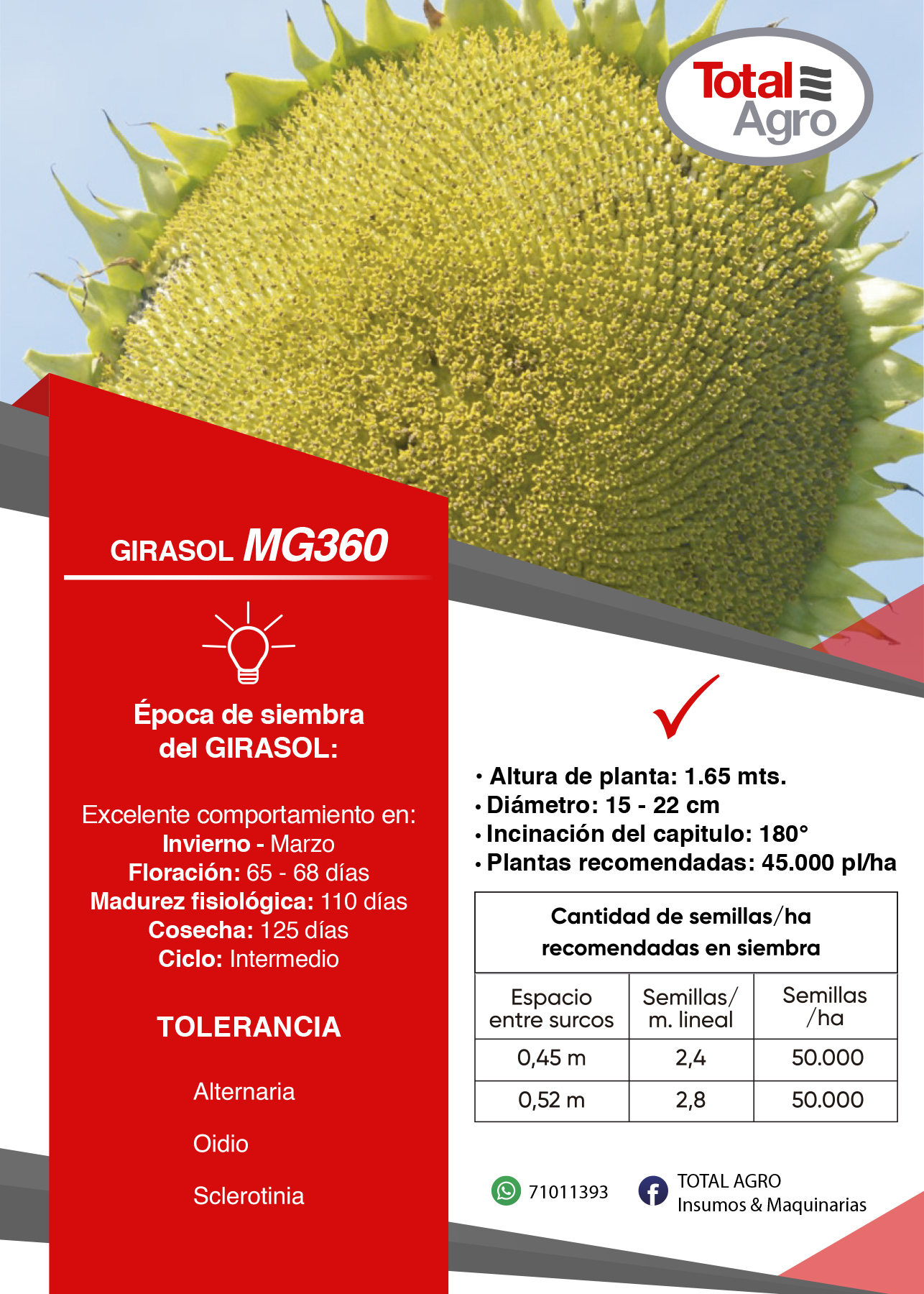 GIRASOL MG360